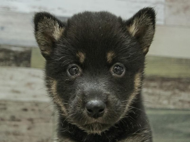 静岡県の柴犬(標準サイズ) (ペッツワン沼津店/2024年3月9日生まれ/女の子/黒)の子犬